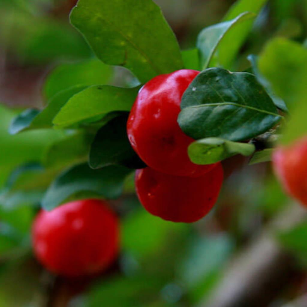 Extracto de fruta de acerola