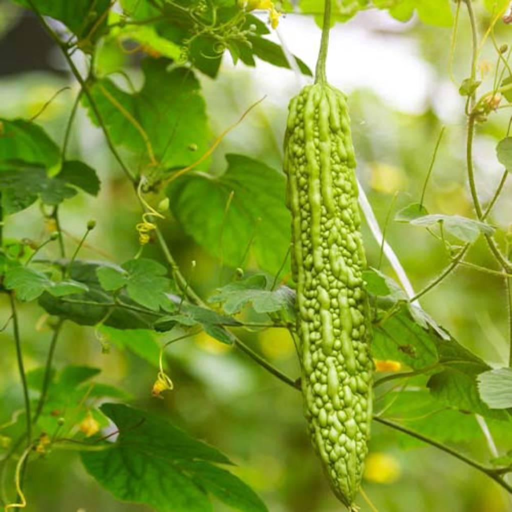 Extracto de corteza de fruta de Momordica charantia