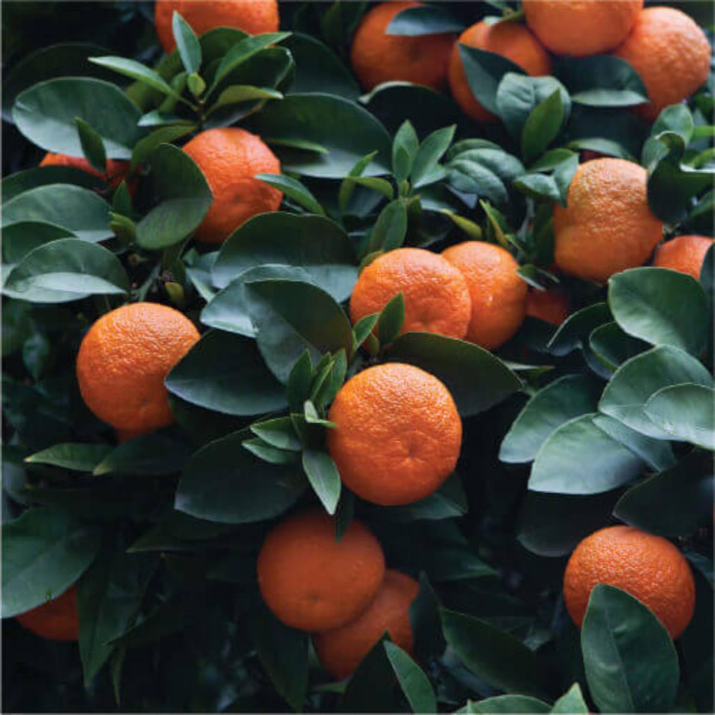 Fruta de naranja amarga