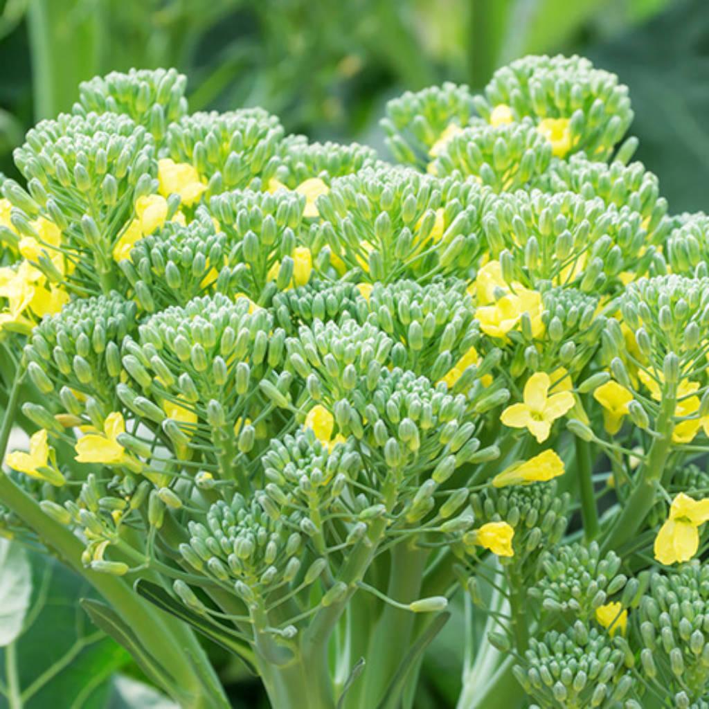 Flores de brócoli