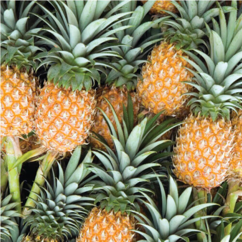 Bromela&#237;na