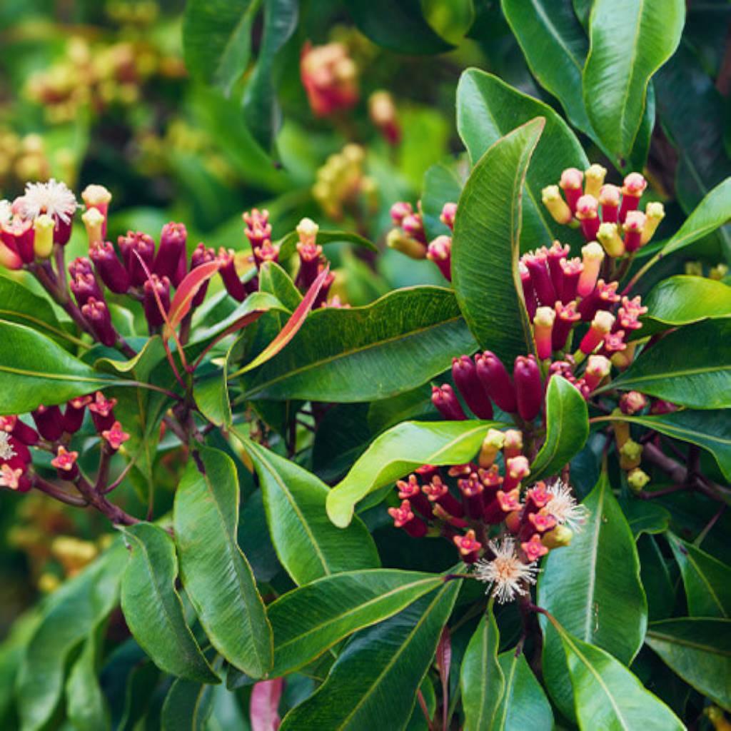 Extracto de flores de clavo