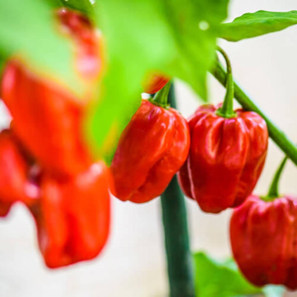 Fruta de pimiento
