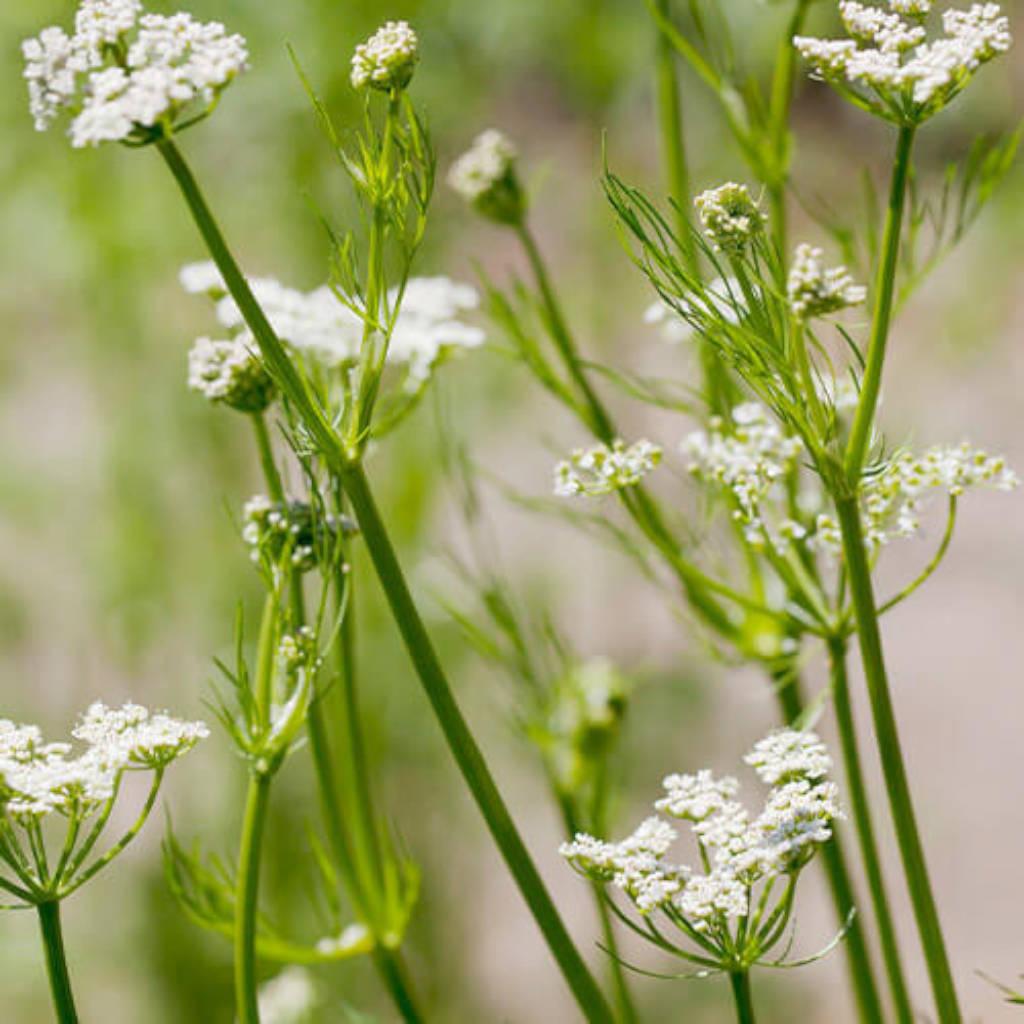 Semilla de alcaravea