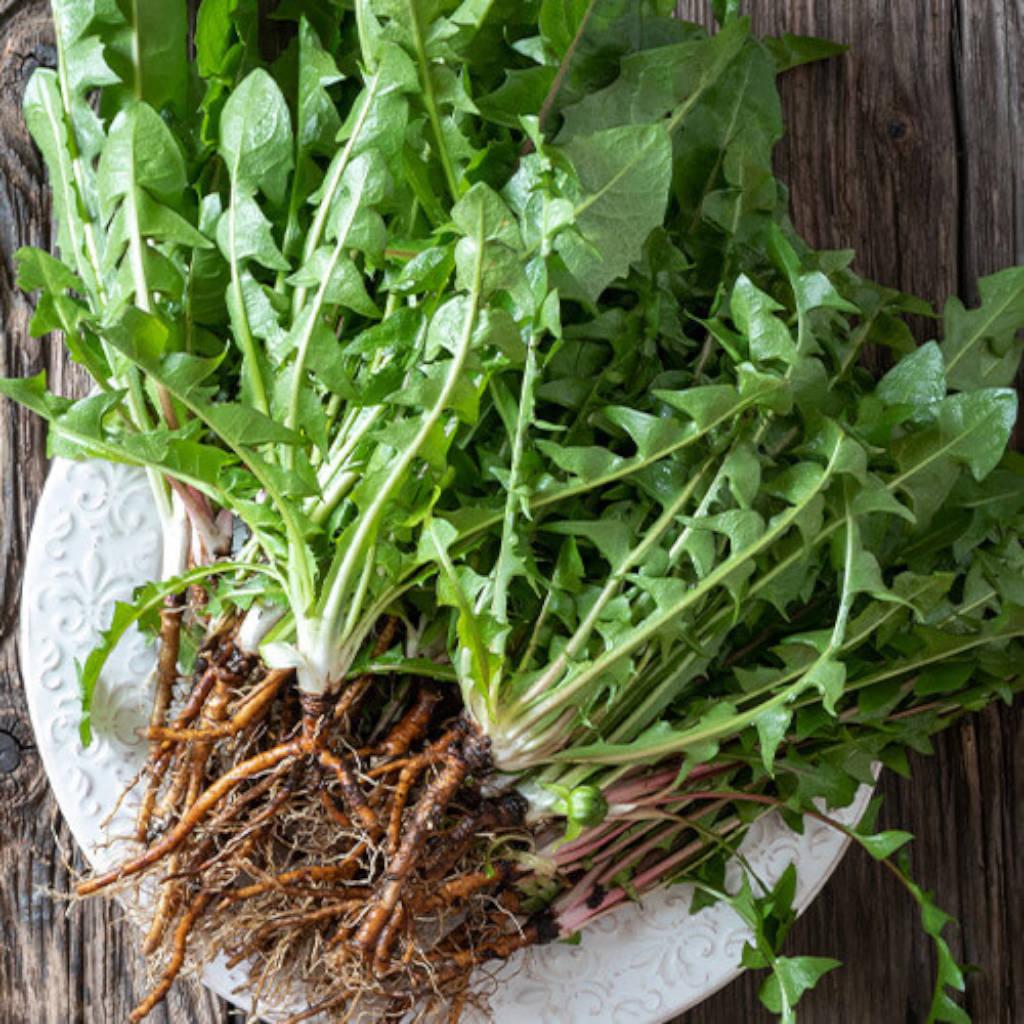 Hoja de diente de león