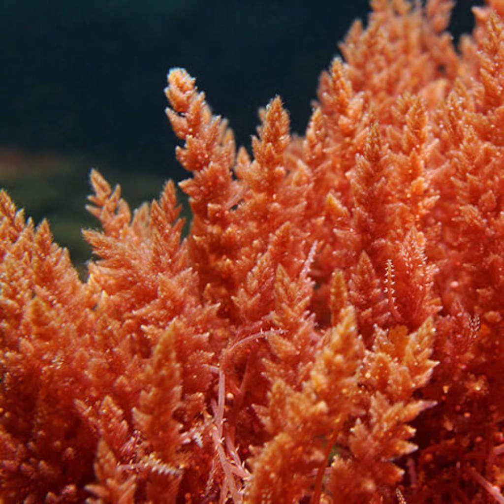 Frondas de dulse