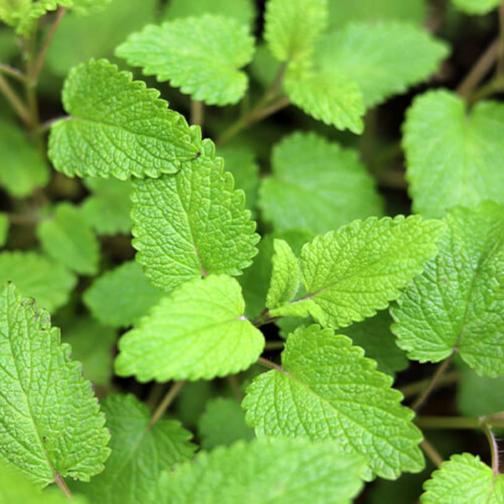 Extracto de hoja de bálsamo de limón