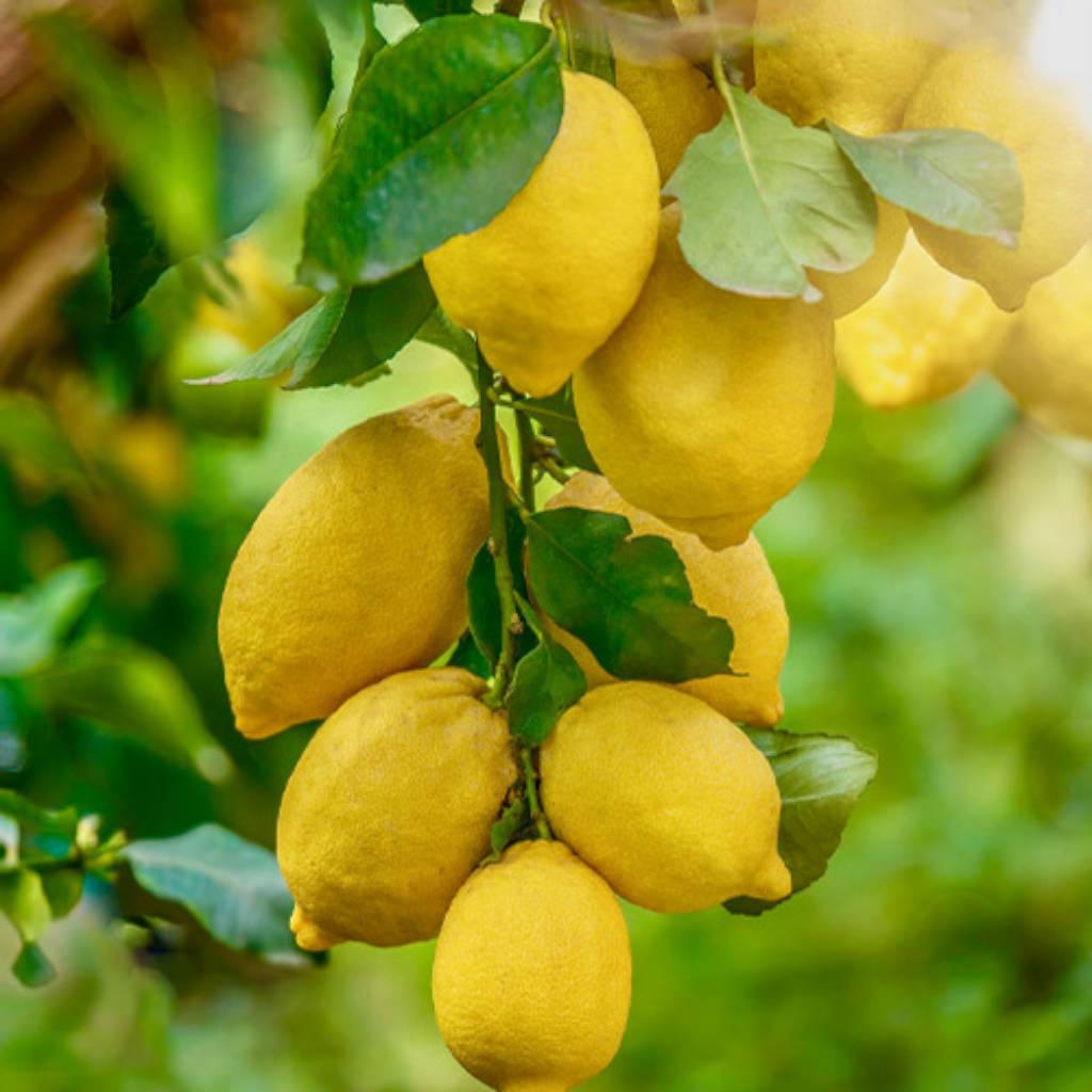 Bioflavonoides de limón