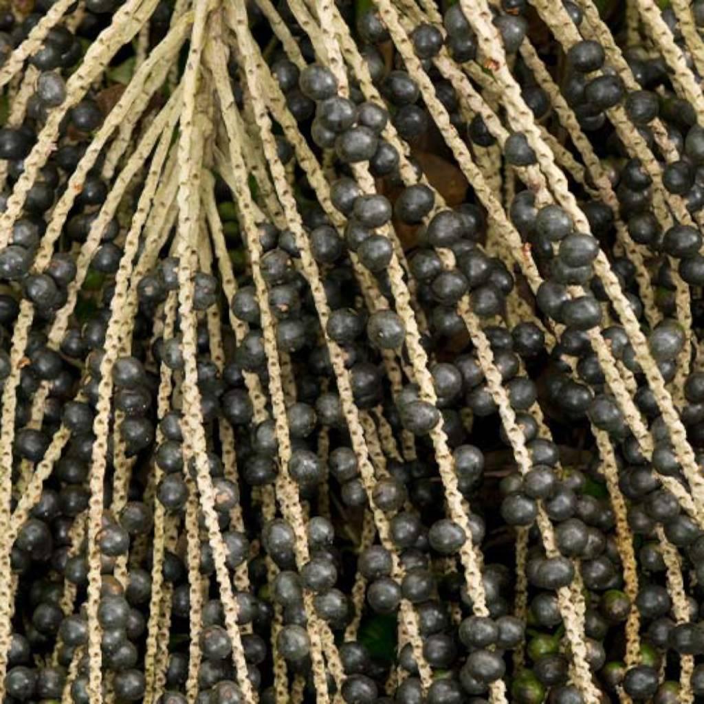 Fruta de schisandra