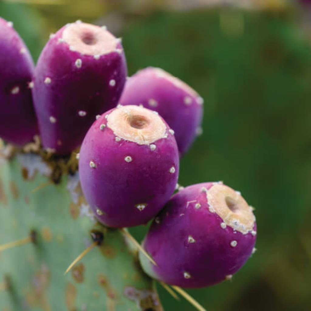 Hoja de nopal