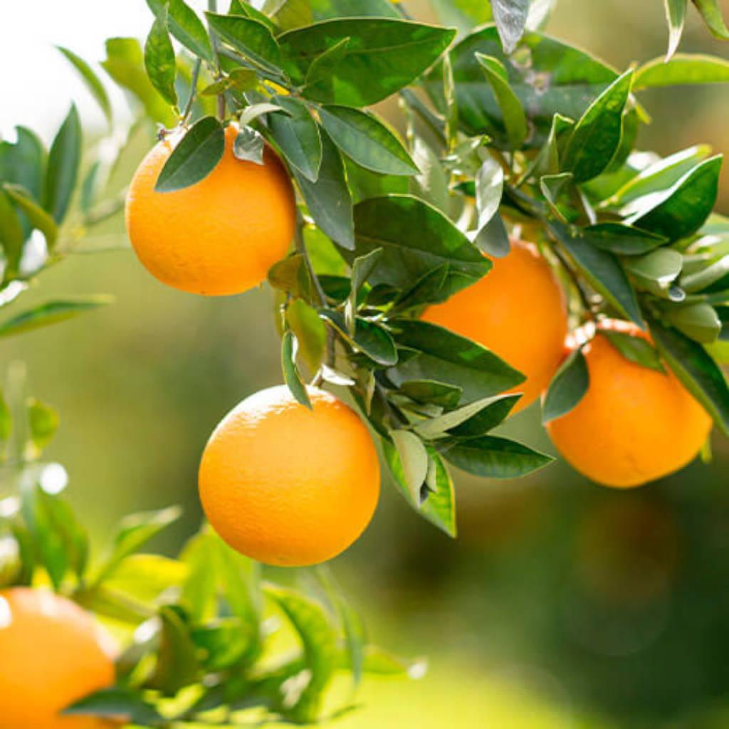 Vitamina C