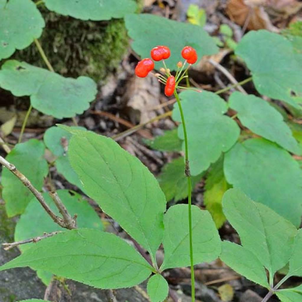 Raíz de ginseng Panax