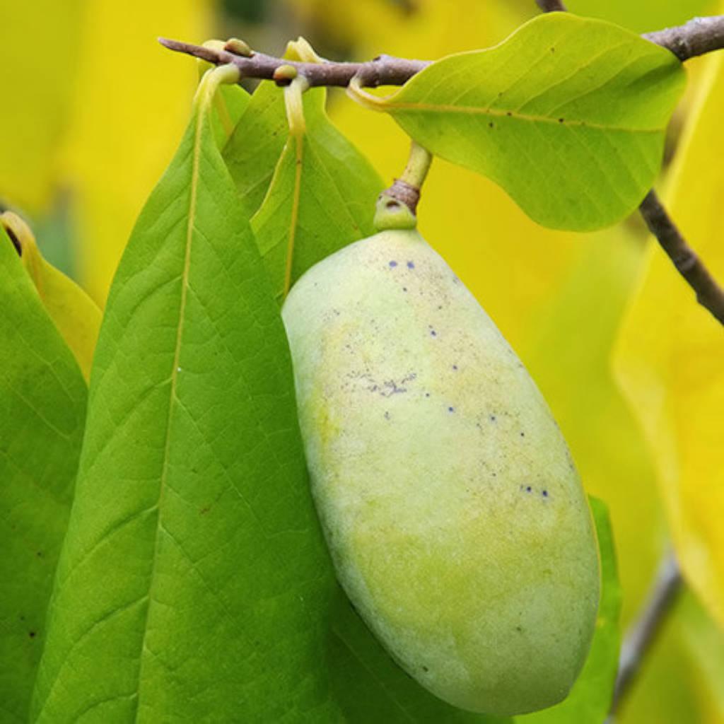 Fruta de papaya