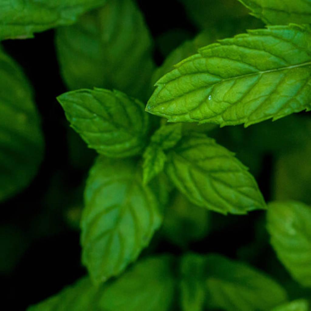 Hoja y partes aéreas de menta