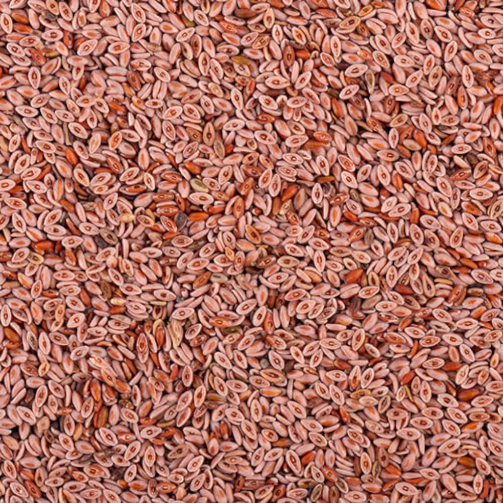 Cáscaras de psyllium