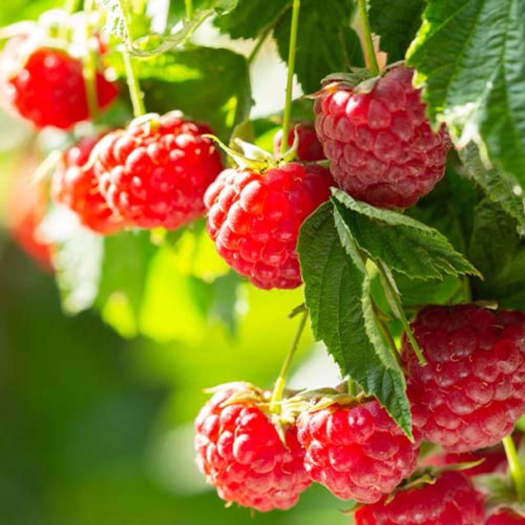 Hojas de frambuesa roja
