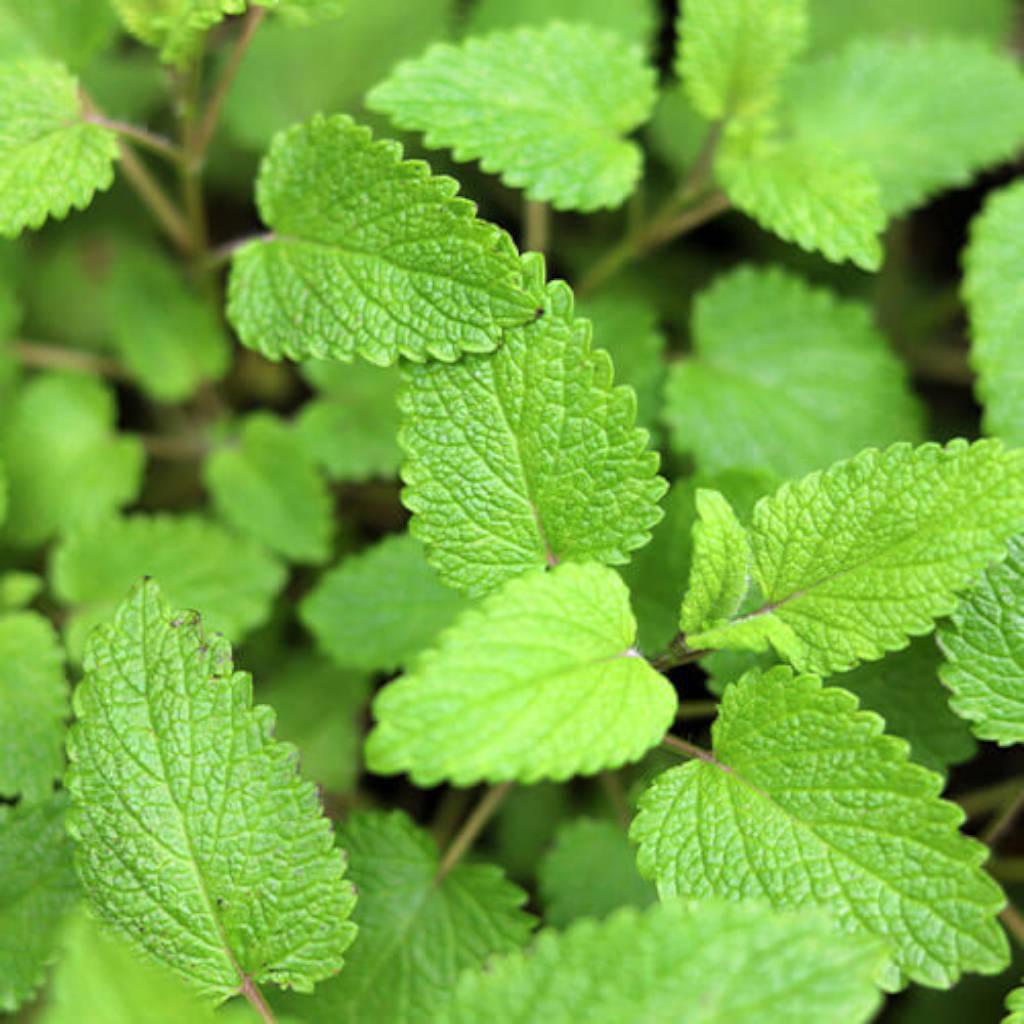 Hojas y aceite de menta