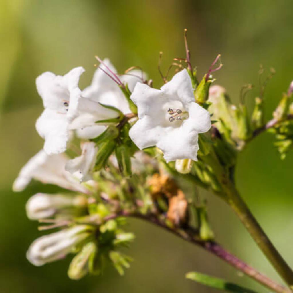 Yerba santa
