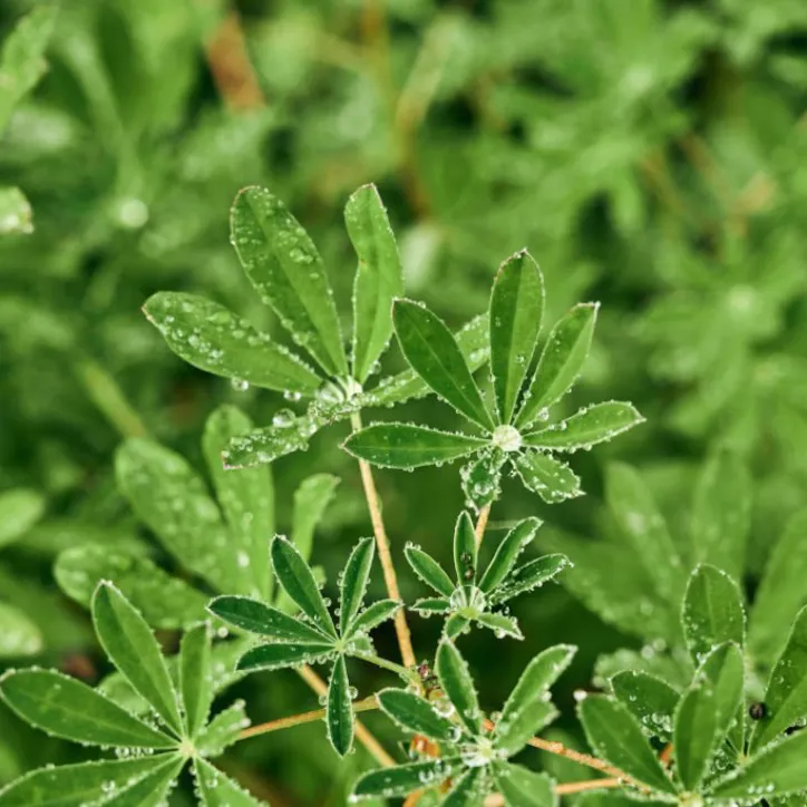 Cleavers (Galium aparine)