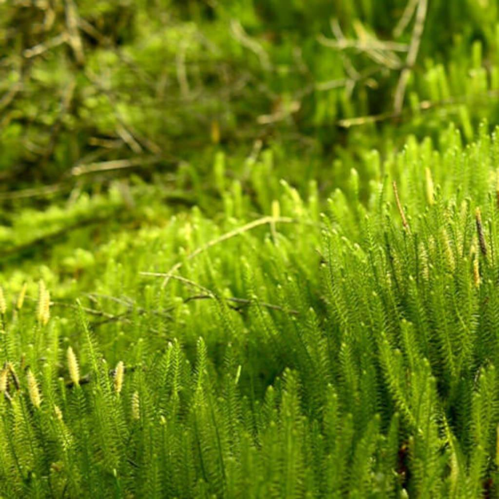 Huperzina A