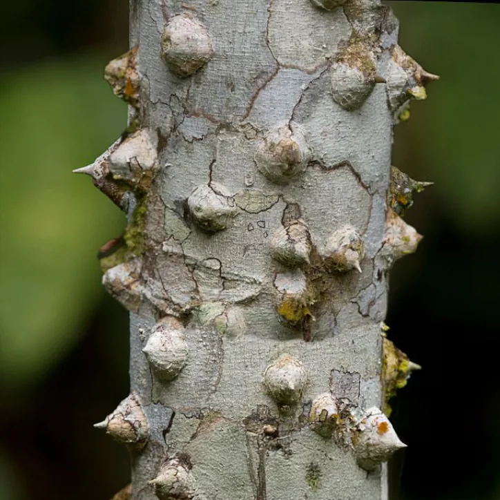 Corteza de fresno espinoso (Prickly Ash)
